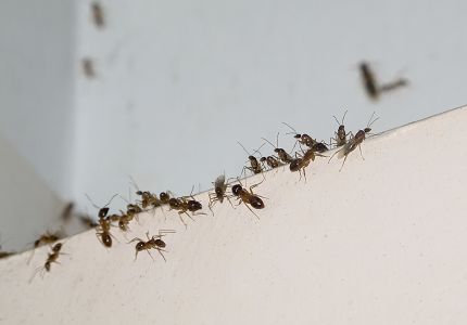 蟲蟲剋星大揭密．7招對付家中害蟲