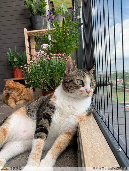 世界上才沒有什麼九命怪貓！