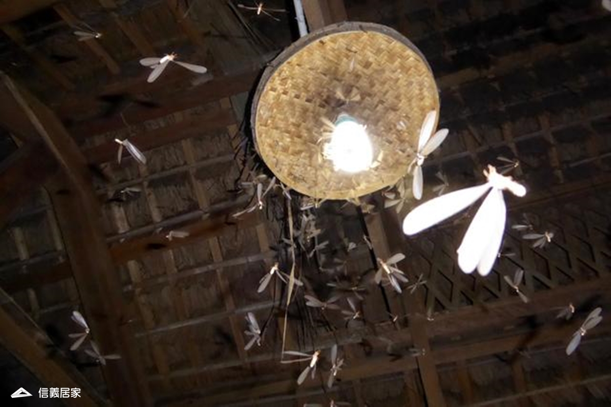 先發制蟲！專家教你白蟻檢測和預防重點