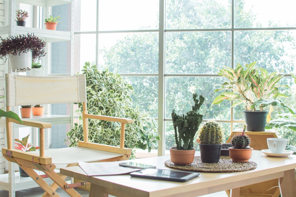 種植植物改善空氣