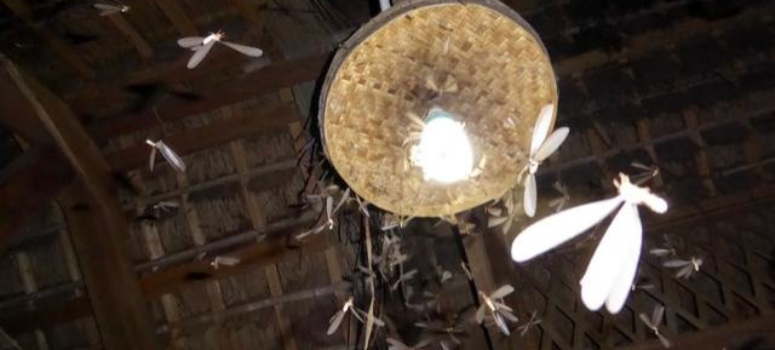 暴雨來襲白蟻愛 4招防範蟲蟲危機