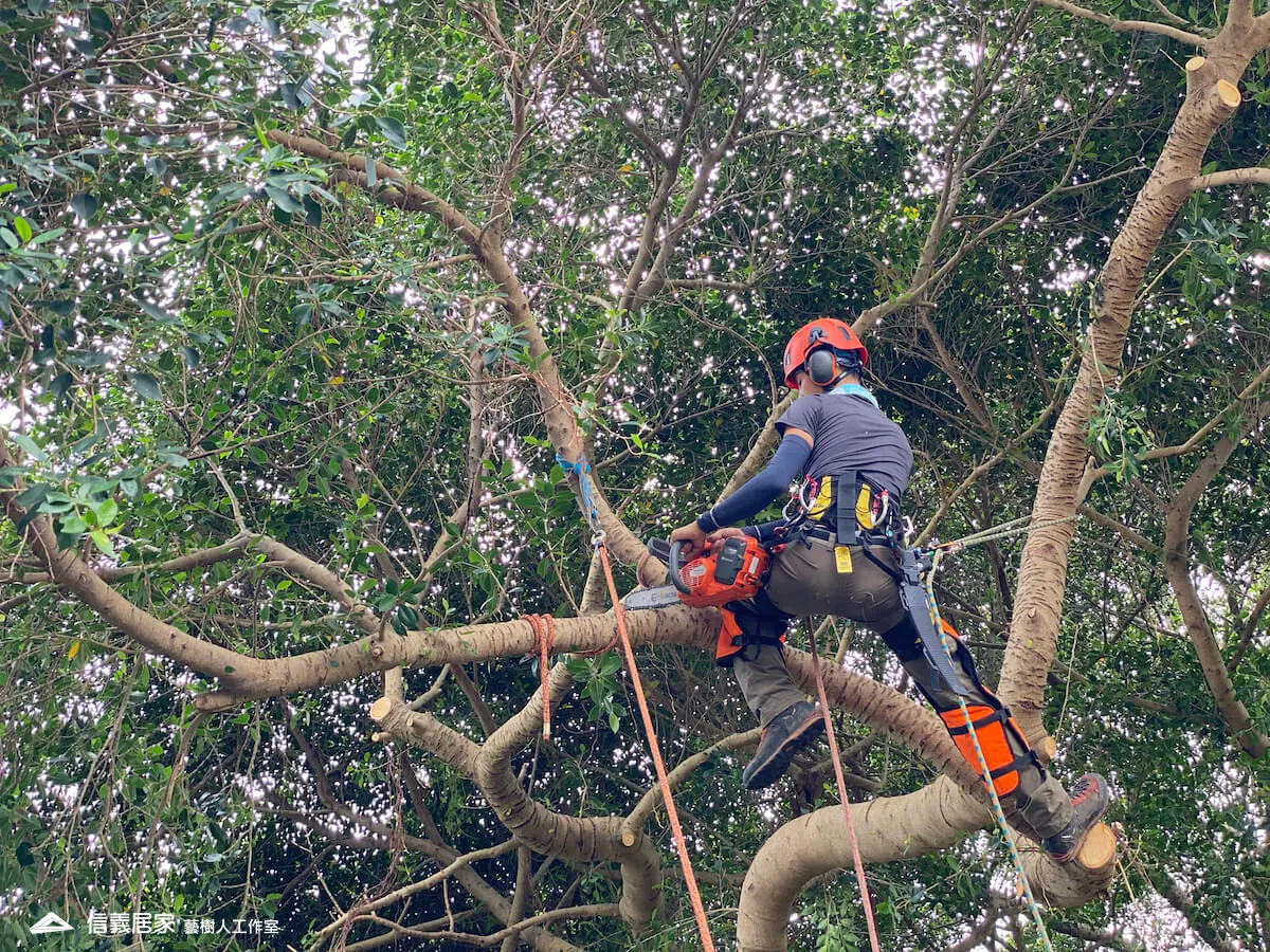 台北樹木修剪：10年經驗及國際認證的專業服務